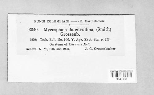 Mycosphaerella citrullina image